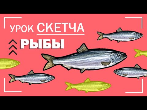 Видео: Уроки СКЕТЧА часть 6 \\ как рисовать РЫБ