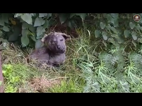Видео: Никто не замечал его страданий, пока ветеринар не заплакал и не рассказал о его 40-недельной борьбе.