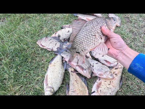 Видео: Ловля карася и окуня на поплавок!!Crucian Carp vs Perch-Who Bites First?
