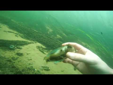 Видео: Находки в реке Воронеж