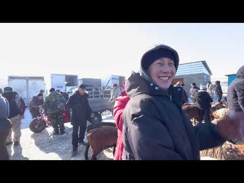 Видео: Кой базар/ КАРАКОЛ МАЛ БАЗАР/ 9-ноябрь