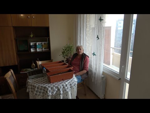Видео: Епизод 59. Отглеждане на доматен разсад без пикиране.