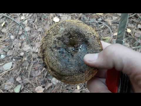 Видео: Чёрный груздь (Lactarius turpis)