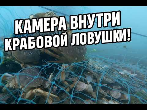 Видео: Я опустил камеру вместе с крабовой ловушкой… и вот что увидел!