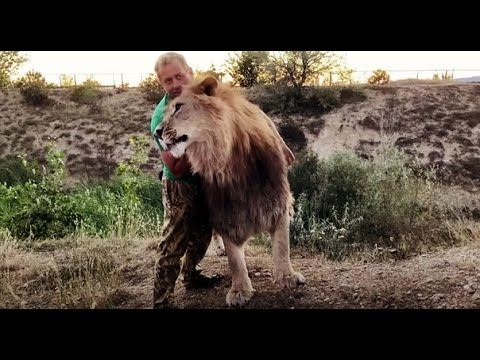 Видео: Вот такая она ЛЬВИНАЯ РАДОСТЬ !