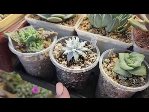 Видео: Компоненты грунта. Моё мнение - диатомит,  перлит, кирпичная крошка, керамзит, глинянные горшки