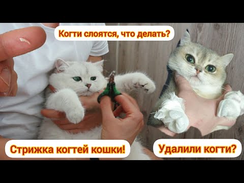 Видео: Как стричь когти кошке? Повредили или удалили фаланги? Когти слоятся, что делать?