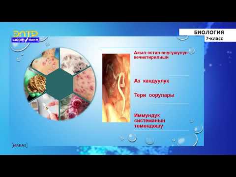 Видео: 7-класс  | Биология |  Жумуру  курттар тиби. Нематоддор  Өсүмдүк менен жаныбарлардын мителери