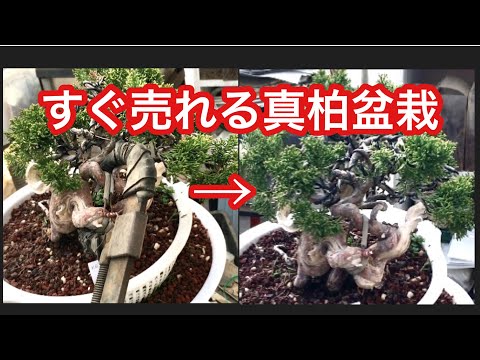 Видео: Изготовление хорошо продаваемого дерева бонсай Макаши ・ Результат уменьшения размера бонсай