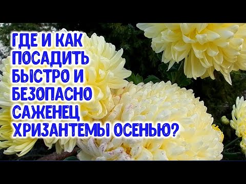 Видео: Где и как быстро и безопасно посадить саженец хризантемы осенью?