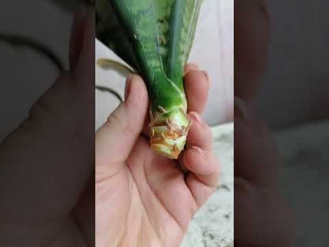 Видео: Сансевиерия ханни крем - переукоренение макушки!