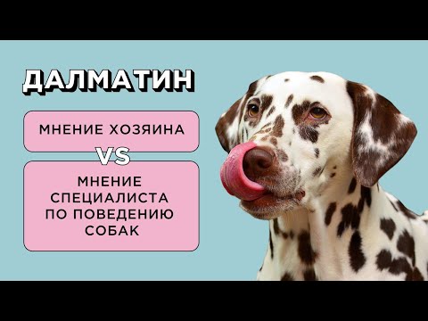 Видео: ДАЛМАТИН - ОТЗЫВ ВЛАДЕЛЬЦА О ПОРОДЕ И МНЕНИЕ СПЕЦИАЛИСТА ПО ПОВЕДЕНИЮ СОБАК