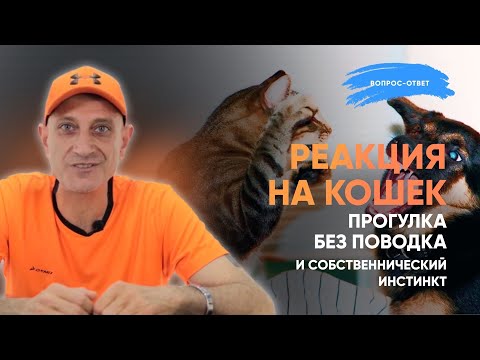 Видео: Реакция на кошек,прогулка без поводка и собственнический инстинкт