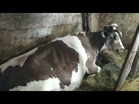 Видео: Парез у коровы, лежит весь день.