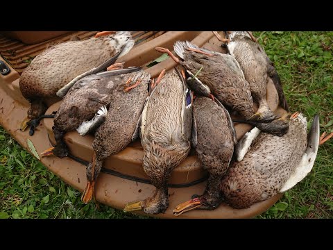 Видео: Открытие на утку 2023г