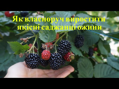 Видео: Простий та надійний спосіб розмноження ожини