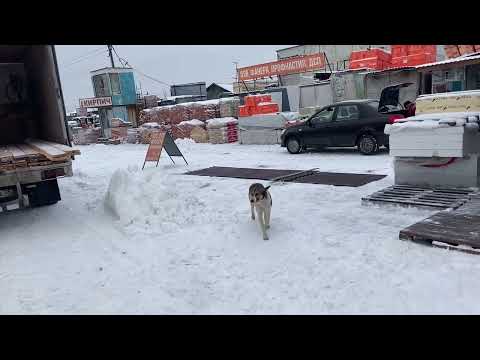 Видео: Грузим доски для постройки вольера! Кормим собачек на рынке. Приют ДРУГ ЖИВИ. Г ОМСК
