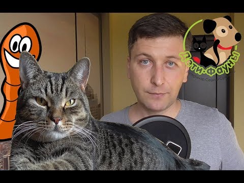 Видео: Как понять, что у собаки или кошки есть глисты?