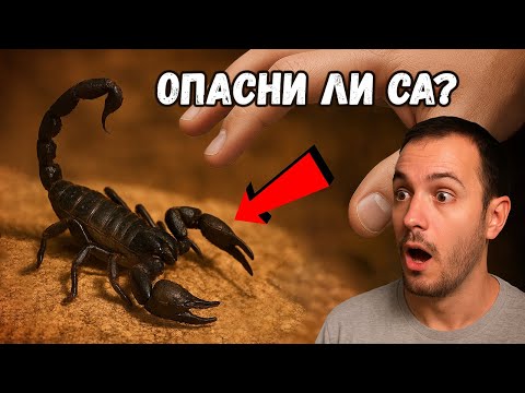 Видео: СКОРПИОНИ в България! ОПАСНИ ли са? Заснехме УЖИЛВАНЕ от СКОРПИОН! 🦂