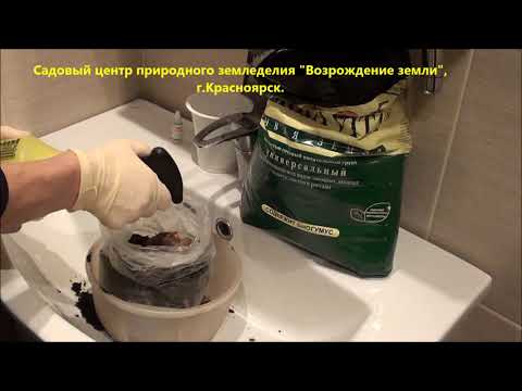 Видео: Как сохранить корень пиона до посадки на постоянное место?