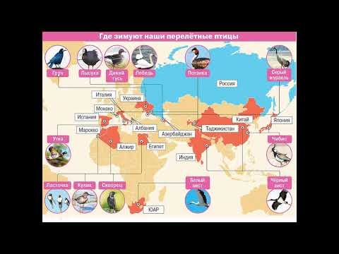 Видео: 1кл.Окр.мир.Где зимуют птицы