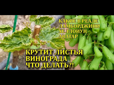 Видео: КРУТИТ ЛИСТЬЯ НА ВИНОГРАДЕ - ЧТО ДЕЛАТЬ?! КАКИЕ В РЕАЛЕ ЛАМБОРДЖИНИ, ХЕЛЛОУИН, АВАТАР КИШМИШ?!