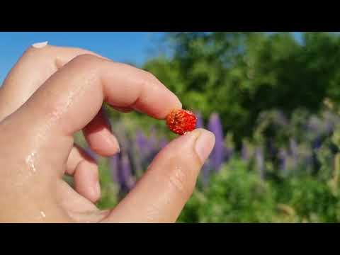Видео: Влажное поле и утренний лес. АСМР прогулка
