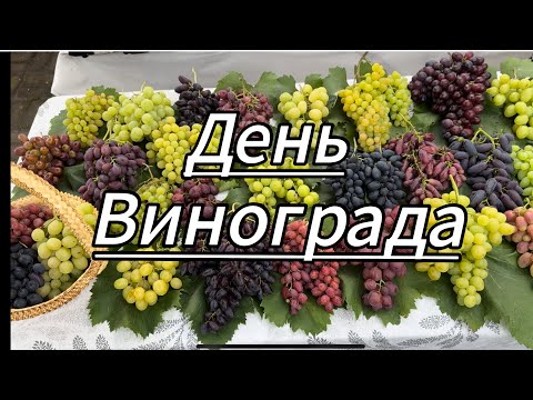 Видео: 05.09.2025.Беларусь. Выставка винограда Самохваловичи. Часть вторая