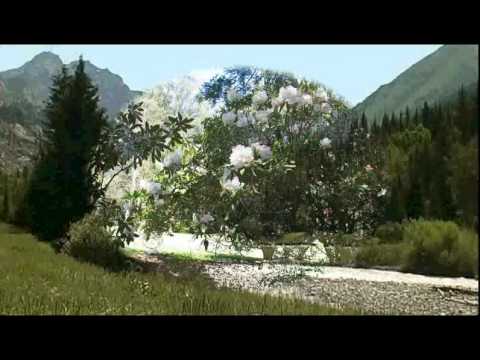 Видео: Вадим Казаченко и группа Фристайл  Жёлтые розы.mov