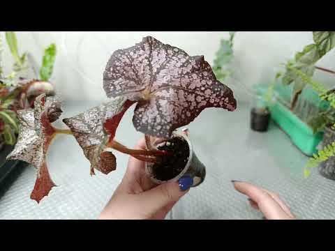 Видео: Готовимся к цветочному сезону.