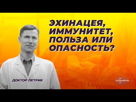 Видео: Эхинацея, иммунитет, польза или опасность?