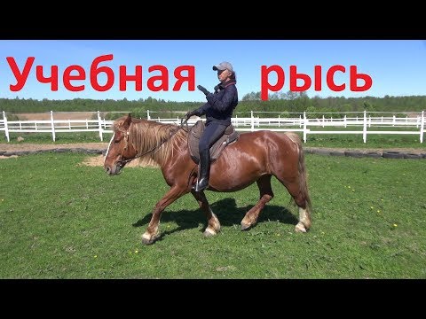 Видео: Учебная рысь. Немного "хитростей".