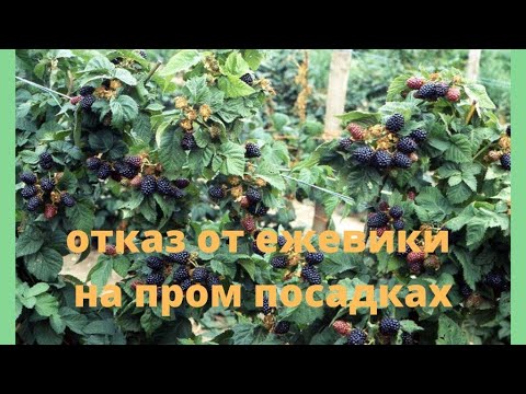 Видео: Ежевика на пром посадках. Отказ от выращивания на ягоду.