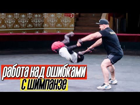 Видео: Работа над ошибками после выступления с шимпанзе | Погуляли по фойе Карагандинского цирка