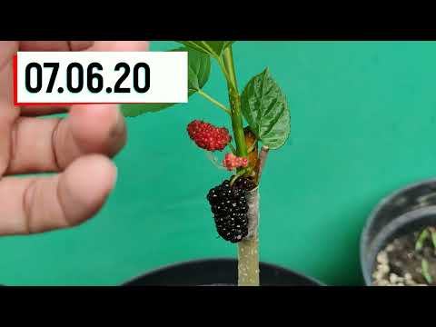 Видео: прививка дерева в бок // side grafting