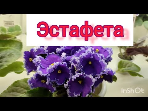 Видео: Принимаю эстафету. Спасибо друзья👭👬👫 за возможность поучаствовать! Передаю дальше.