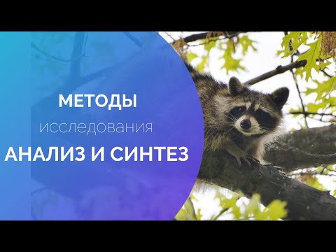 Видео: 10. Анализ и синтез - общенаучные методы исследования