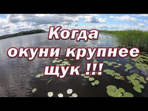 Видео: Море рыбы! Нервным лучше не смотреть! Рыбалка когда ЗАБЫВАЕШЬ ПРО ЩУКУ !! Когда Окунь КРУПНЕЕ ЩУК!!!