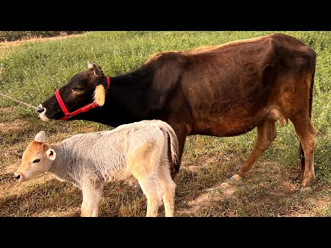 Видео: ДУ САР ГОВИ БУКАЧА ДОРИ ФУРУШИ ТЛ 205 81 77 00 НАВОРИ ТОЗА 1 ноября 2025 г.