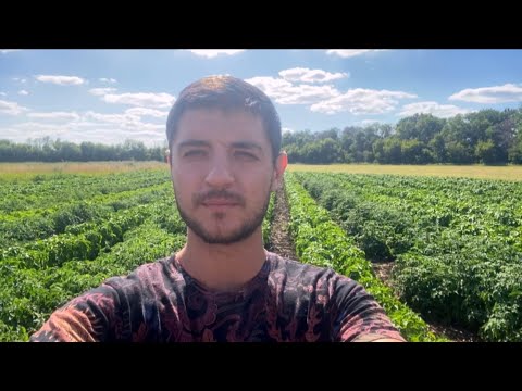 Видео: От гусеницы, колорада, тли, клеща - помогает этот препарат.