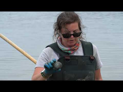 Видео: Учимся ловить моллюсков | Эпизод 3: Куахогс царапает землю и воду