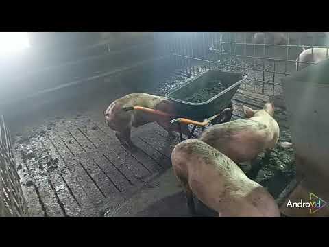 Видео: ##запустили бактерии 🦠 под щелевой пол в свинарнике ##