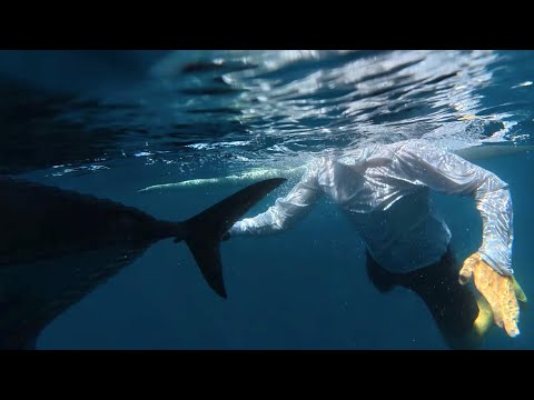 Видео: Поймали удачу за хвост┃Поппинг и джиггинг на Бали 