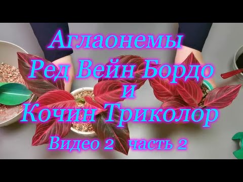 Видео: Аглаонемы Ред Вейн Бордо и Кочин триколор из листа ,а также про уход и полив Видео 2 часть 2