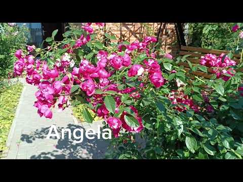 Видео: Друга хвиля 2023. Ч. 5@TroyandiOleksandri