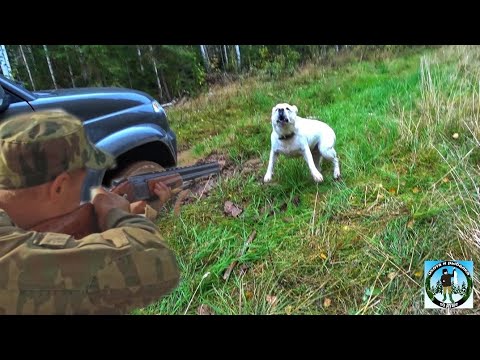 Видео: Охота на тетерева или ПРИКЛЮЧЕНИЯ на каждом шагу!!!