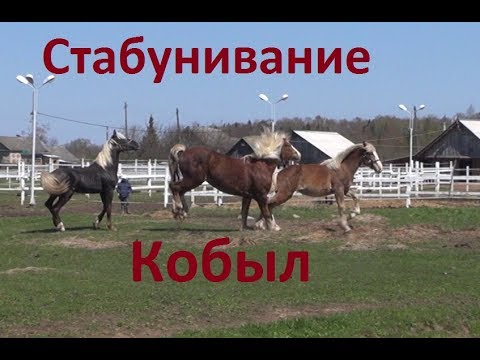 Видео: Знакомство жеребца с новыми кобылами