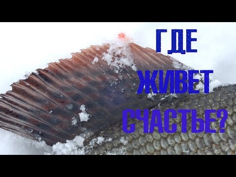 Видео: Волшебная рыба хариус или кто отвечает за твое счастье?