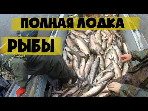 Видео: СУРОВАЯ РЫБАЛКА НА АМУРЕ. Промысловый лов  осенней кеты лосося. Fishing salmon chum