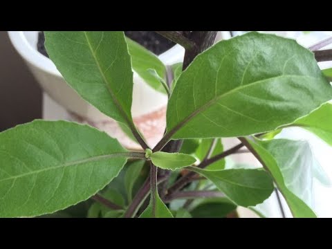 Видео: Джинура листья бога укоренение